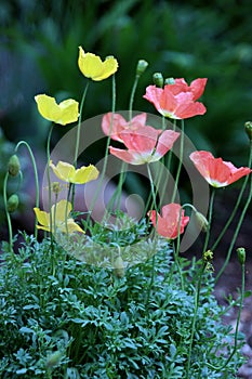 Alpine poppy flowers in bloom