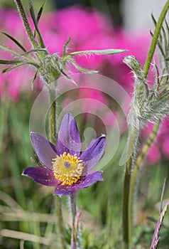 Alpine pulsatilla flower in spring