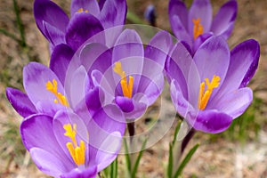 Alpine purple crocus flowers in spring season on Sambetei Valley in Fagaras mountains.