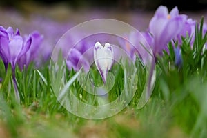 Alpine purple crocus flowers in spring season on Sambetei Valley in Fagaras mountains.