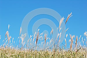 Alpine reed