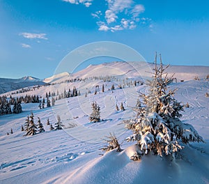 Alpine resort ski slopes and lifts. Morning Svydovets mountain ridge and snow-covered fir trees view, Dragobrat, Ukraine