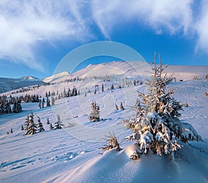 Alpine resort ski slopes and lifts. Pre sunrise morning Svydovets mountain ridge and snow-covered fir trees view, Dragobrat,