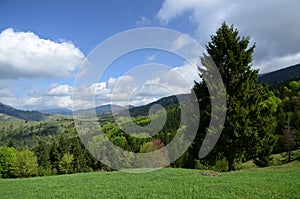 The alpine ridges of the Carpathian Mountains are surrounded by centuries-old forests on the background of the blue sky with white