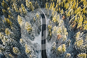 Alpine road in the middle of a forest covered in snow