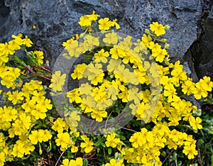 Alpine rock rose Helianthemum oelandicum alpestre, Cistaceae.  kit botanical garden, Karlsruhe, Baden Wuerttemberg, Germany