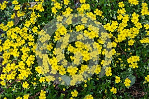 Alpine rock rose Helianthemum oelandicum alpestre, Cistaceae.  kit botanical garden, Karlsruhe, Baden Wuerttemberg, Germany