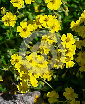 Alpine rock rose Helianthemum oelandicum alpestre, Cistaceae.  kit botanical garden, Karlsruhe, Baden Wuerttemberg, Germany