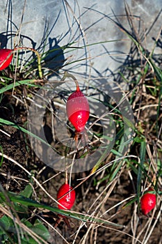 Alpine rose, Alpen rose (Rosa pendulina)