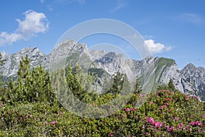 Alpine rose bloom in the Karwendel