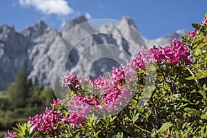 Alpine rose bloom in the Karwendel