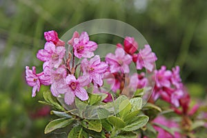 Alpine rose blossom photo