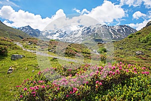 Alpine rose blossoms at durrboden, dischma valley near davos. pictorial landscape switzerland