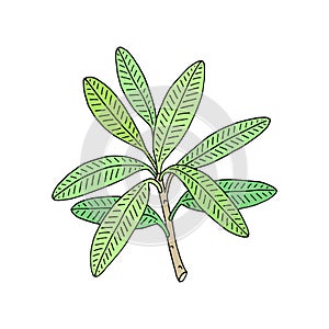 Alpine rose branch. Mountain shrub. Vectorillustration