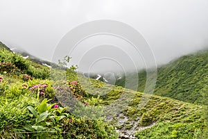 Alpine rose bush and mist in a valley in the Alps, Austria