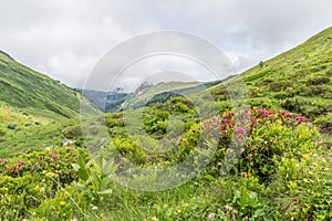 Alpine rose bush and mist in a valley in the Alps, Austria