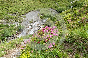 Alpine rose bush and mist in a valley in the Alps, Austria