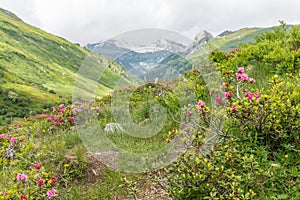 Alpine rose bush and mist in a valley in the Alps, Austria