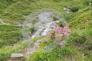 Alpine rose bush and mist in a valley in the Alps, Austria