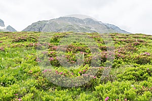 Alpine rose bush and mist in a valley in the Alps, Austria