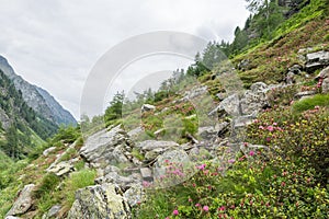 Alpine rose bush and mist in a valley in the Alps, Austria