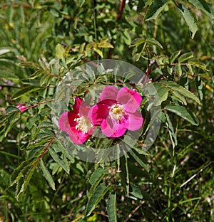 Alpine Rose