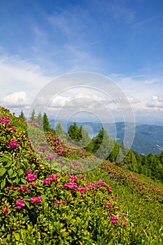 Alpine Rose on Mt. Gerlitzen