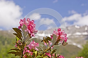 Alpine roses bloom in the mountains photo