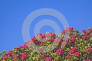 Alpine roses bloom in the Stubai Alps photo