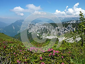 Alpine Roses in the Chartreuse photo