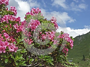 Alpine roses in the mountains photo