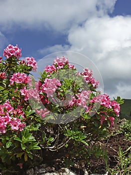 Alpine roses in the mountains photo