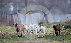 Alpine and saanen goats walking free outdoor