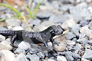 Alpine salamander in the Alps