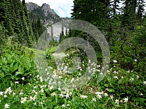 Alpine Scene with Avalanche Lilies
