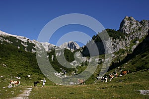 Alpine scene with cows