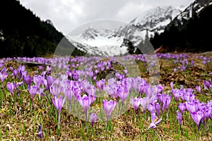 Alpine scenic landscape with purple crocus flowers in spring season.