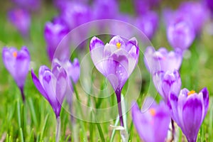 Alpine scenic landscape with purple crocus flowers in spring season.