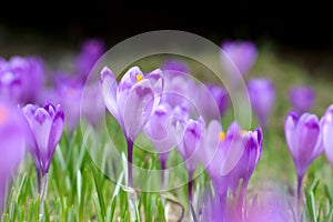 Alpine scenic landscape with purple crocus flowers in spring season.