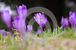 Alpine scenic landscape with purple crocus flowers in spring season.