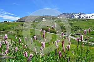 The alpine scenic landscapes of mountains, meadows and flowers at Dondena, Aosta Valley, Italy in natural reserve of Mount Avic