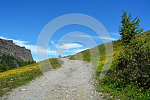 The alpine scenic landscapes of mountains, meadows and flowers at Dondena, Aosta Valley, Italy in natural reserve of Mount Avic