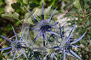 Alpine sea holly Eryngium alpinum