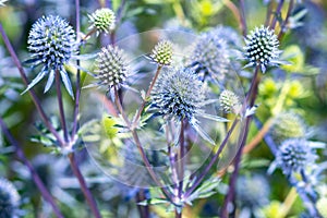 Alpine Sea Holly - Eryngium Alpinum