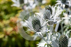 Alpine sea holly known as alpine eryngo, Queen of the Alps and Eryngium alpinum with a bokeh