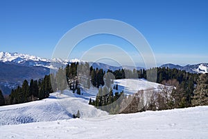 Alpine Serenity: Snowy Slopes and Pine Trees