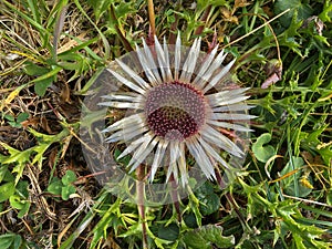 Alpine Silver thistle flower Carlina acaulis growing on Alp in