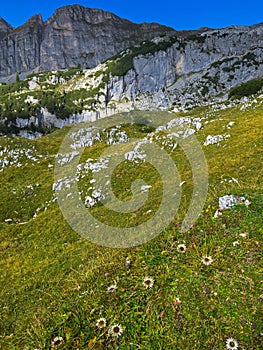 Alpine Silver thistle flower growing at Rofan, Brandenberg Alpine pasture in Tyrol, Austria photo