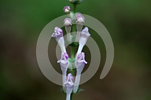 Alpine skullcap (Scutellaria alpina)