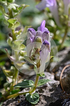 Alpine skullcap Scutellaria alpina, budding pinkish-purple flowers photo